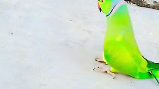 Amazing Parrot Video
