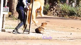 Funny lion comdy video