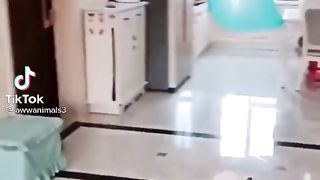 Cut puppy. Funny puppy.