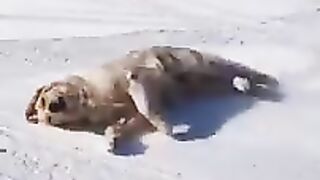 You_Will_Laugh_In_10_Seconds_????_-_Top_Funny_Dog_Videos_of_This_Week_