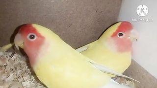 Love birds egg hatching