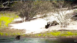Terrible! Mother Giant Otter Rushed To Bite The Jaguar's Mouth Off To Protect Her Baby #viralvideo