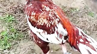 Aseel baazi