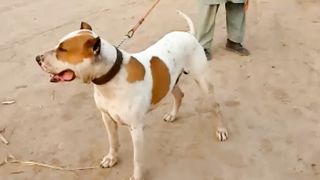 Beautiful Dog Breed in Pakistan
