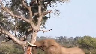 ELEPHANT ???????? STRONG