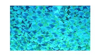 Fishes Underwater music
