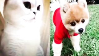 Cute cat clipping funny video?? cat funny videos??