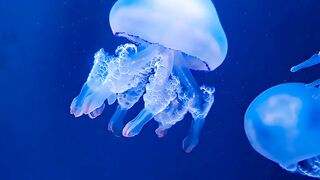 jelly fish