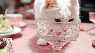 Cats white cats. Pets. Adorable cat