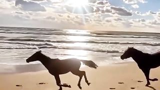 Two horse running like a both friends