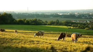 Beautiful animals#