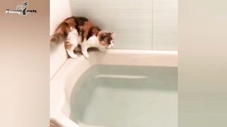 Funny cat videos