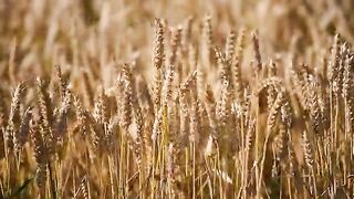 Wheat Taunsa