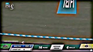 beautiful cricket