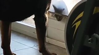 So funny cat????