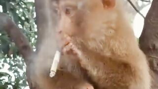 Smooker Monkey Funny