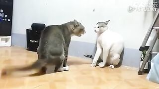 Angry and funny cat fight ???? ???? ????