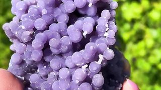 Forbidden Grapes ????