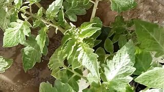 How to all tomato grew