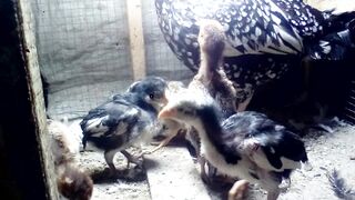 Hen with Babies chicks
