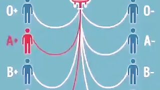 Blood Grouping Blood crass matching|Anaesthesia Tech