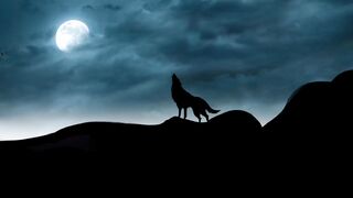 Howling ???? Wolf @ Interesting Facts by Zeeshan Saleem ( Mind Relaxing)