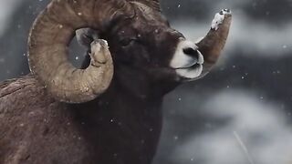 Animal biography/ wild animal