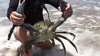 Look how massive this mud crab