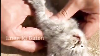 ALLAH Ki Qudrat Billi Ka Bacha
