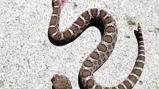 Rattle snake Bites