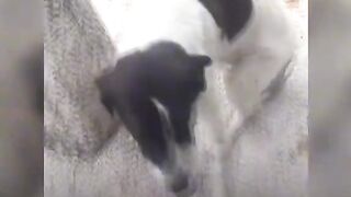 dog lost 3 years ago