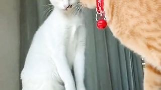 #funny cat