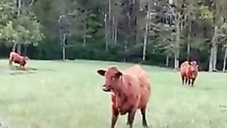 Incredibly_hilarious_animal_moments_