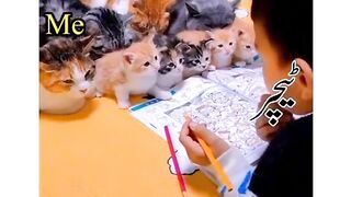 Funny kids school life
