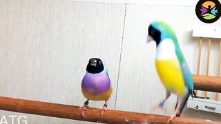 Funny Dancing Birds