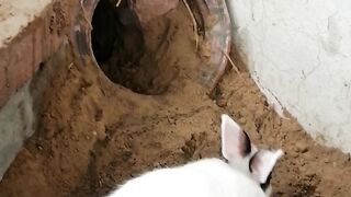 Rabbits Short video | Cute Rabbits | Rabbits Video