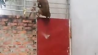 funny animals dogs and cats and many more