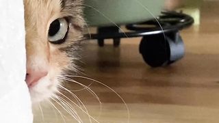Funny cat