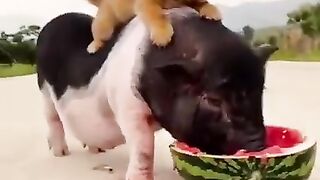 260_ Cute and Funny