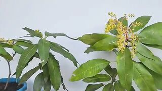 Mango leaves growing plants very easily.