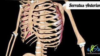Serratus Anterior Muscle Anatomy | Origin Insertion and Action | Febstop.com