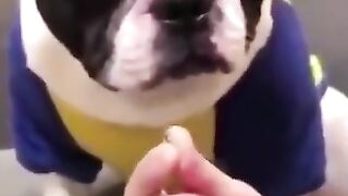 FUNNY COMPILATION VIDEOS 8