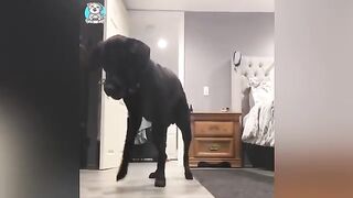 Funny_Cats_and_Dogs_Will_Make_You_Laugh_-