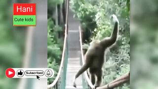 Monkey funny videos! Funny monkey compilation