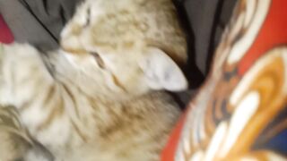 Cute Cats in bed for rest