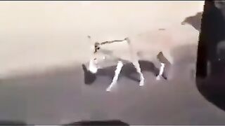 Funny vedio
