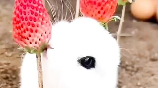 Adorable ALBINO bunny eaing STRAWBERRIES