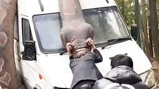 snake attack to a man