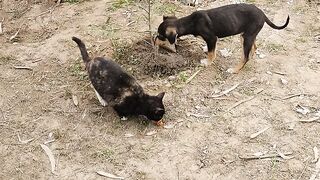 Cute Black Dog And Beautiful Black Cat Walking Together