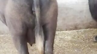 Desi cow is very beautiful black colour